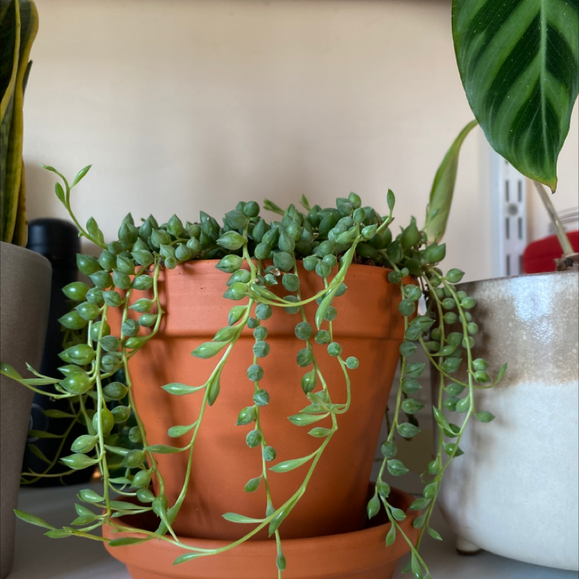 String of Pearls plant photo by @Emiliekt1 named Pearly on Greg, the plant care app.