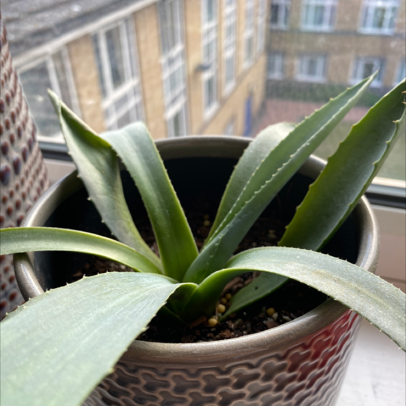 Photo of the plant species Agave Chiapensis by @Emiliekt1 named Algave on Greg, the plant care app