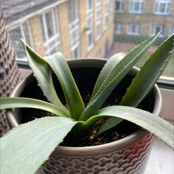 Agave Chiapensis plant