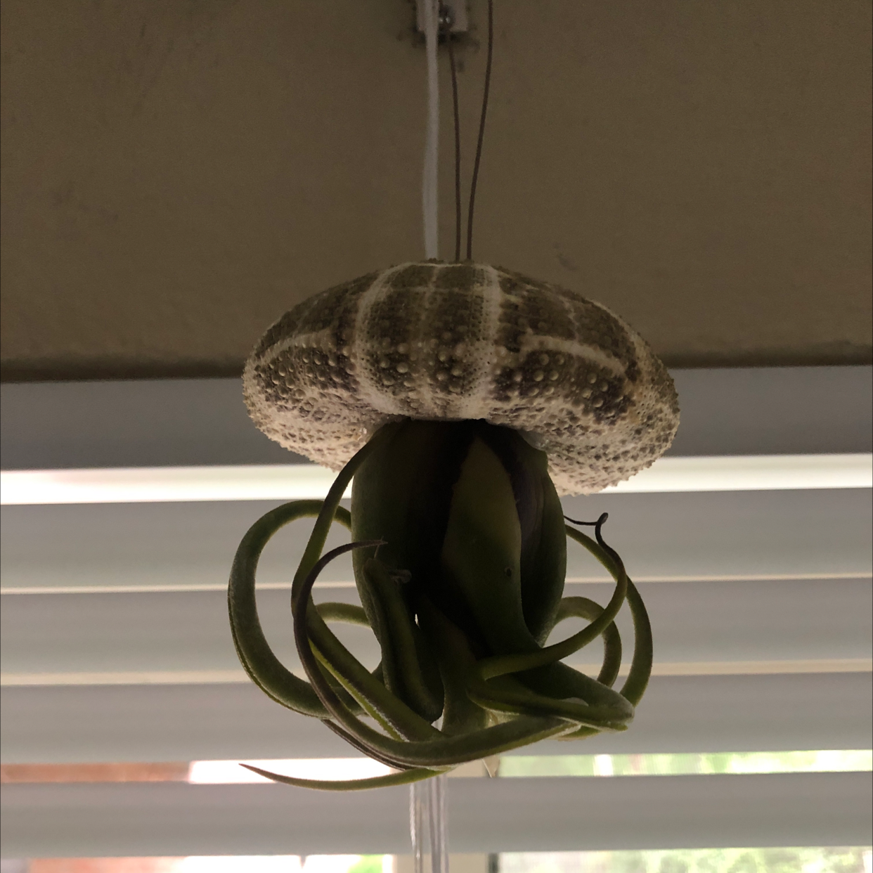 Shirley Temple Air Plant hanging from a shell-like structure, appearing healthy.