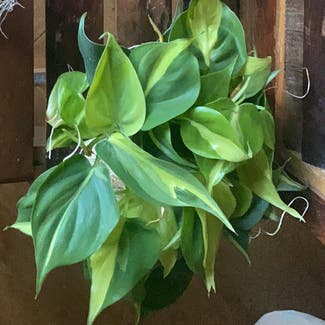 Heartleaf Philodendron plant in Lake Arrowhead, California