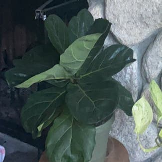 Fiddle Leaf Fig plant in Lake Arrowhead, California