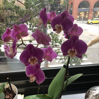 orchid plant in New York, New York
