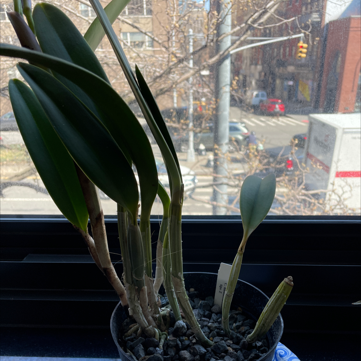 Photo of the plant species Cattleya by Morgan named Cattleya on Greg, the plant care app