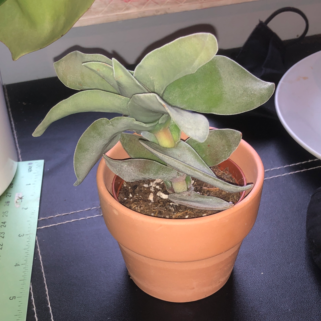 A healthy potted plant with broad, green leaves in a terracotta pot.