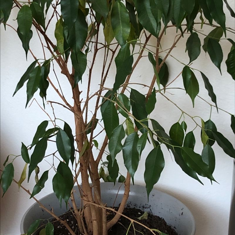 A healthy, mature weeping fig plant with glossy green leaves growing in a light colored pot, showing no signs of discoloration or disease.