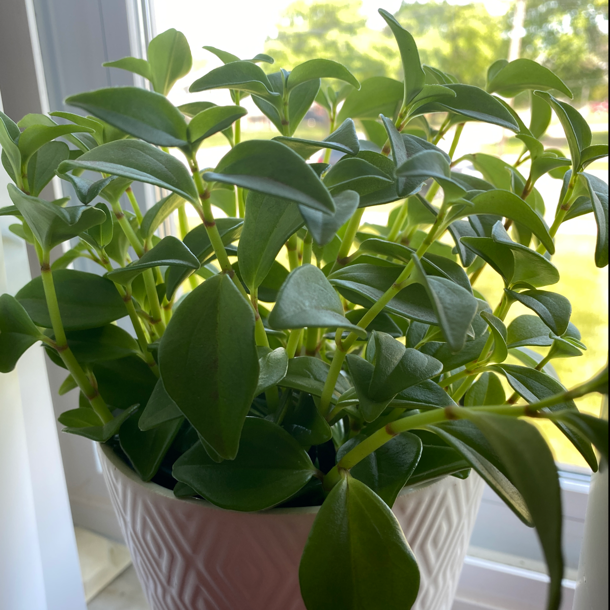 Healthy Peperomia 'Amigo Marcello' plant in a white pot with vibrant green leaves.