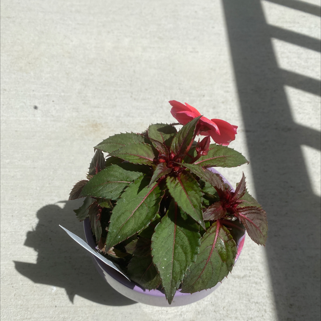 New Guinea Impatiens plant in a pot with green leaves and a single pink flower.