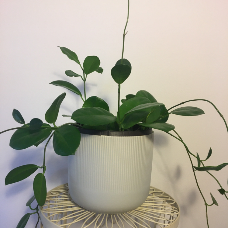 Potted Waxvine plant with healthy green leaves on a decorative stand.