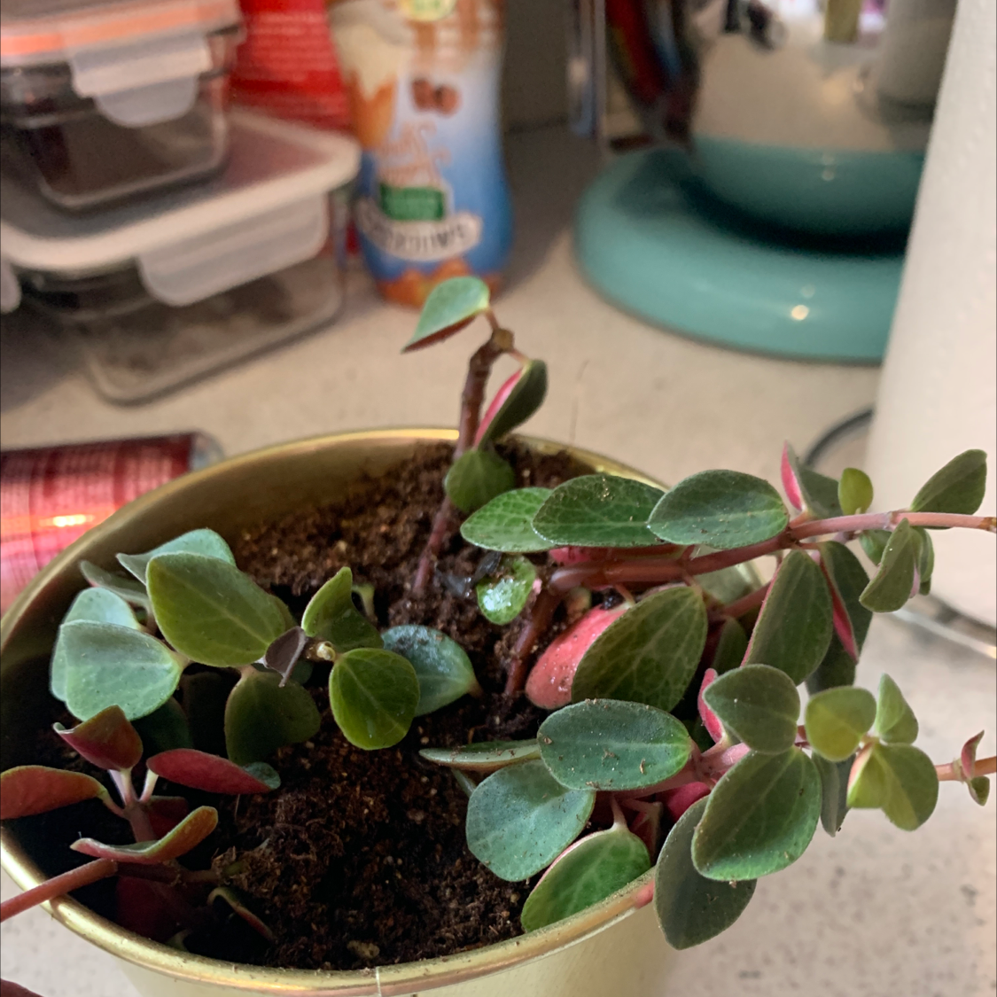 Peperomia Red Log plant in a small pot with visible soil and vibrant leaves.