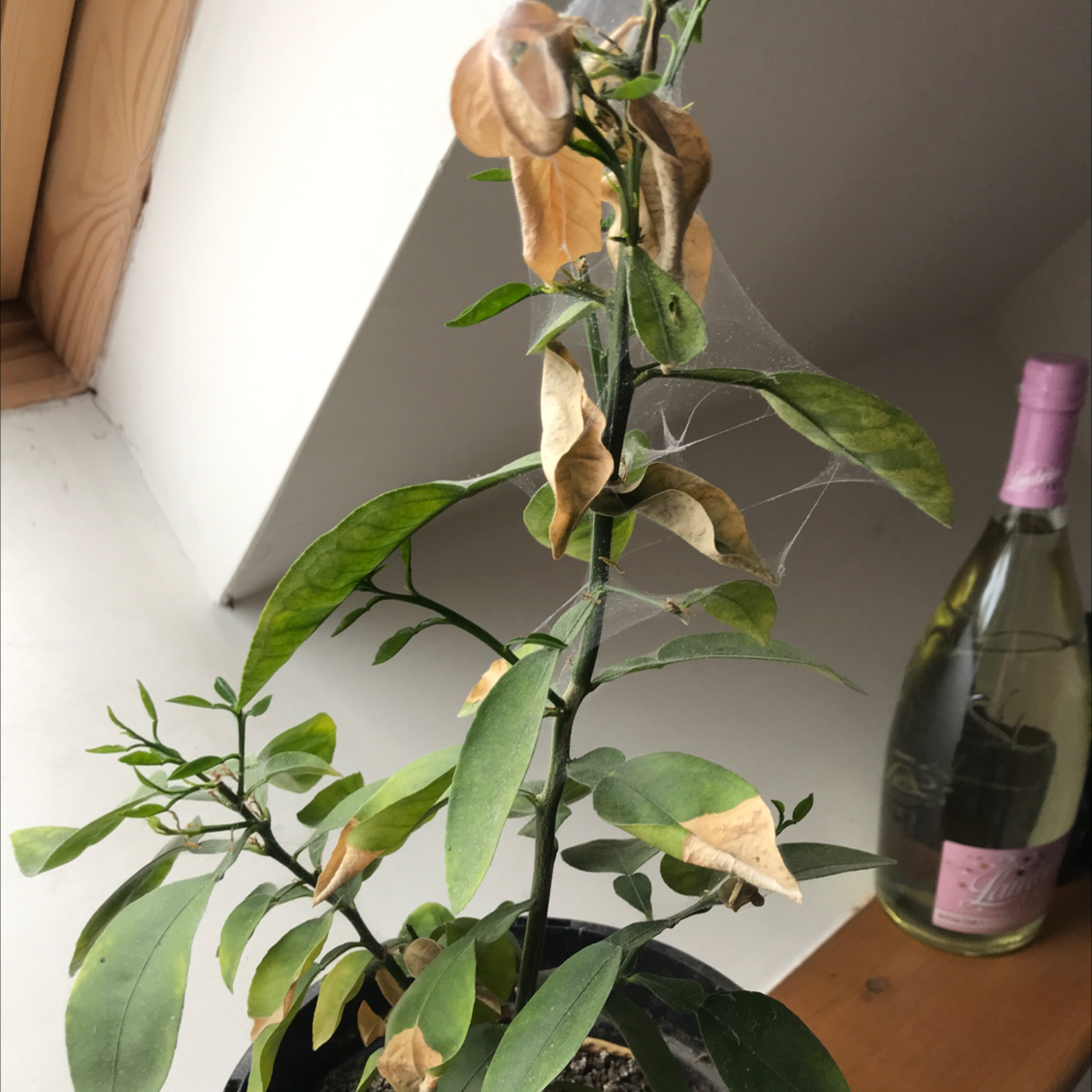 Why Are There Brown Spots on My Pomelo Leaves?