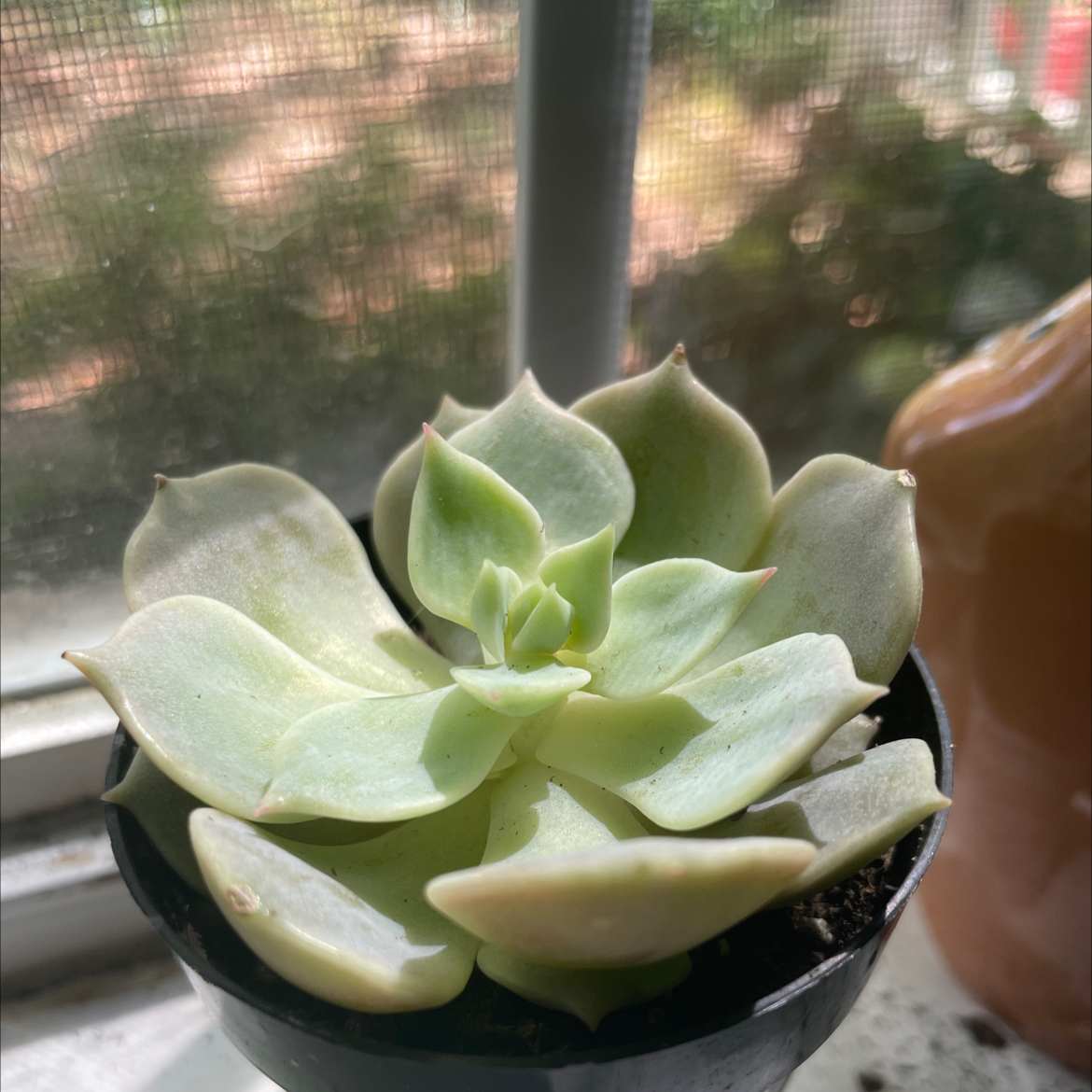 Echeveria 'Fleur Blanc' succulent in a pot by a window.