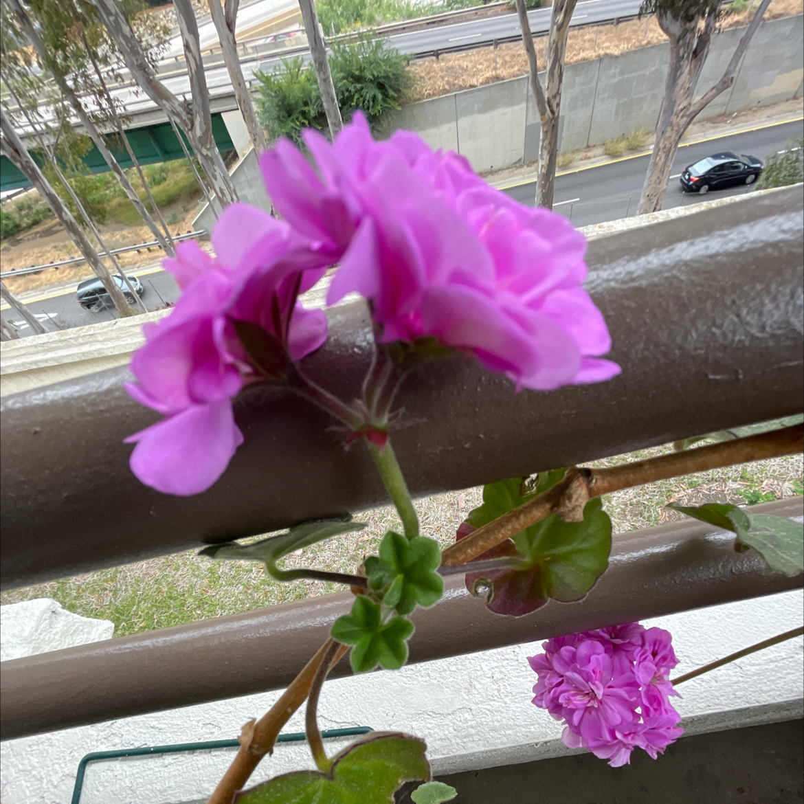 Photo of the plant species Ivy Geranium by @Youniverse named Gerania￼ on Greg, the plant care app