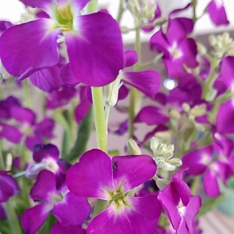 Photo of the plant species Brompton Stock by @Youniverse named Compton on Greg, the plant care app