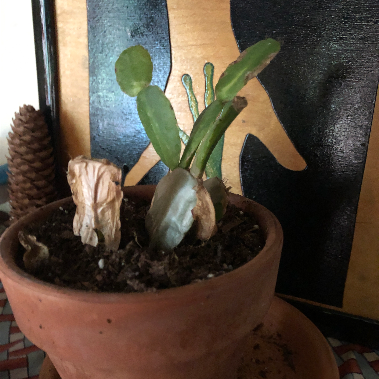 Easter Cactus plant photo by @Friendshipgarden named Edith on Greg, the plant care app.