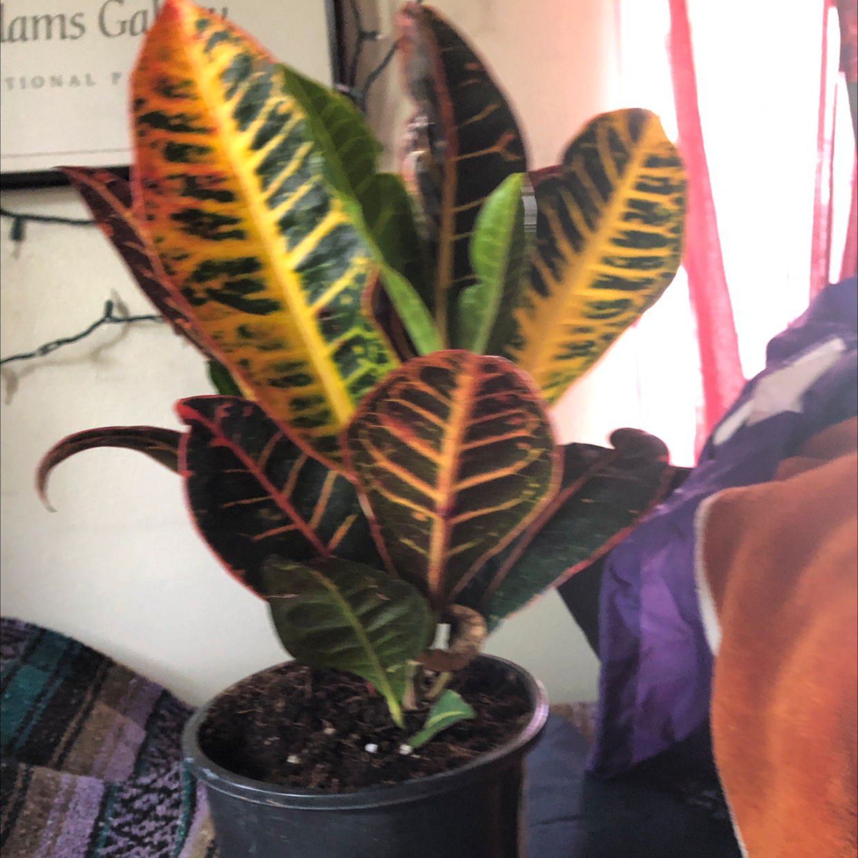 Gold Dust Croton plant photo by @Friendshipgarden named Flora on Greg, the plant care app.