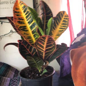 Gold Dust Croton plant photo by Friendshipgarden named Flora on Greg, the plant care app.