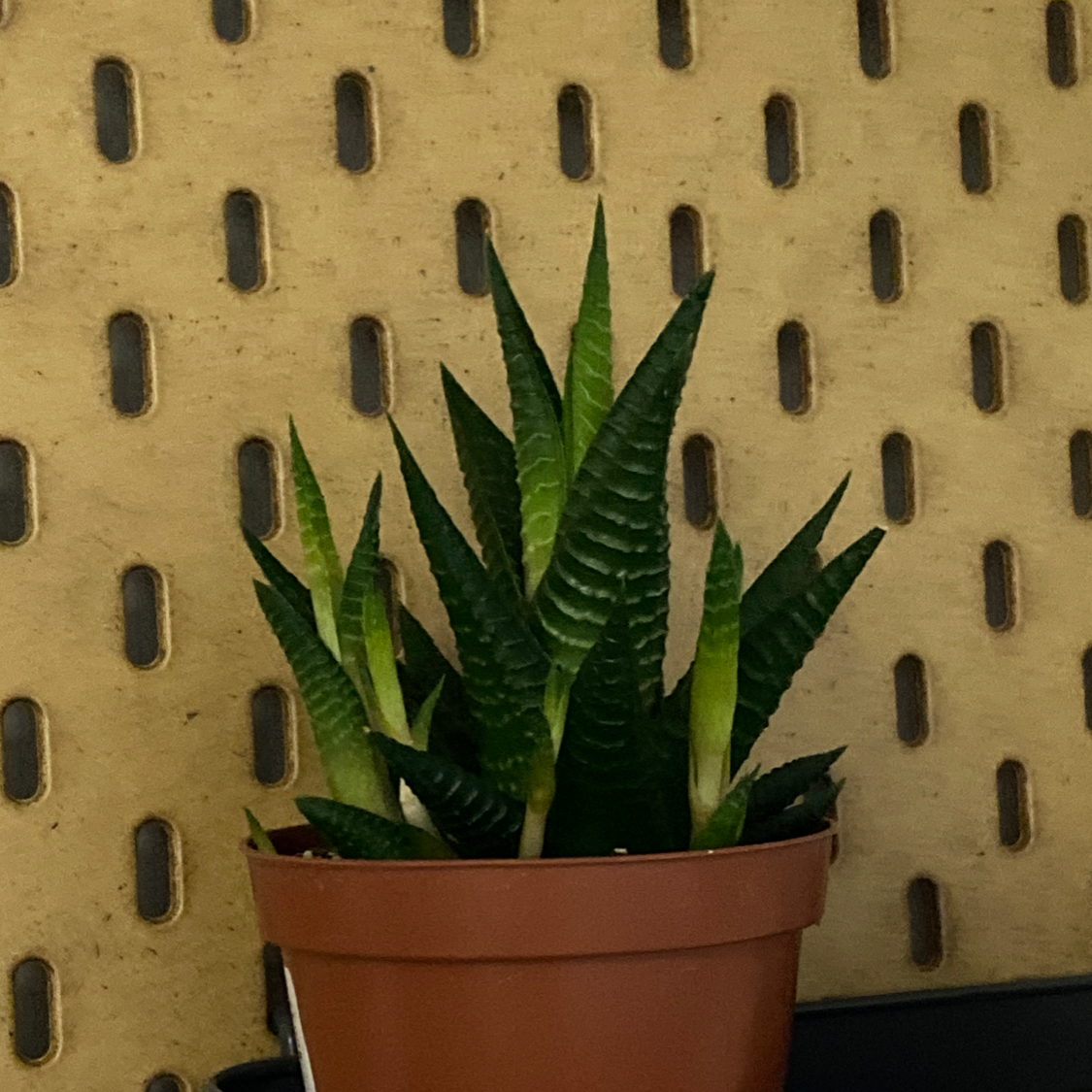 Fairy Washboard plant photo by @DesignAvenger named Maya on Greg, the plant care app.