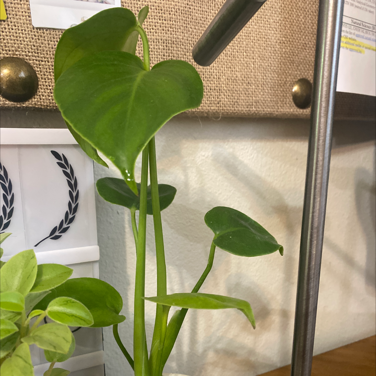 Variegated Monstera plant indoors with healthy green leaves.