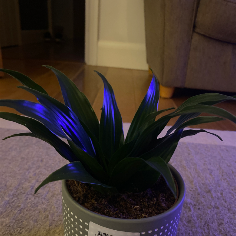 Cornstalk Dracaena plant photo by @amyvass named Athena the Dracena on Greg, the plant care app.