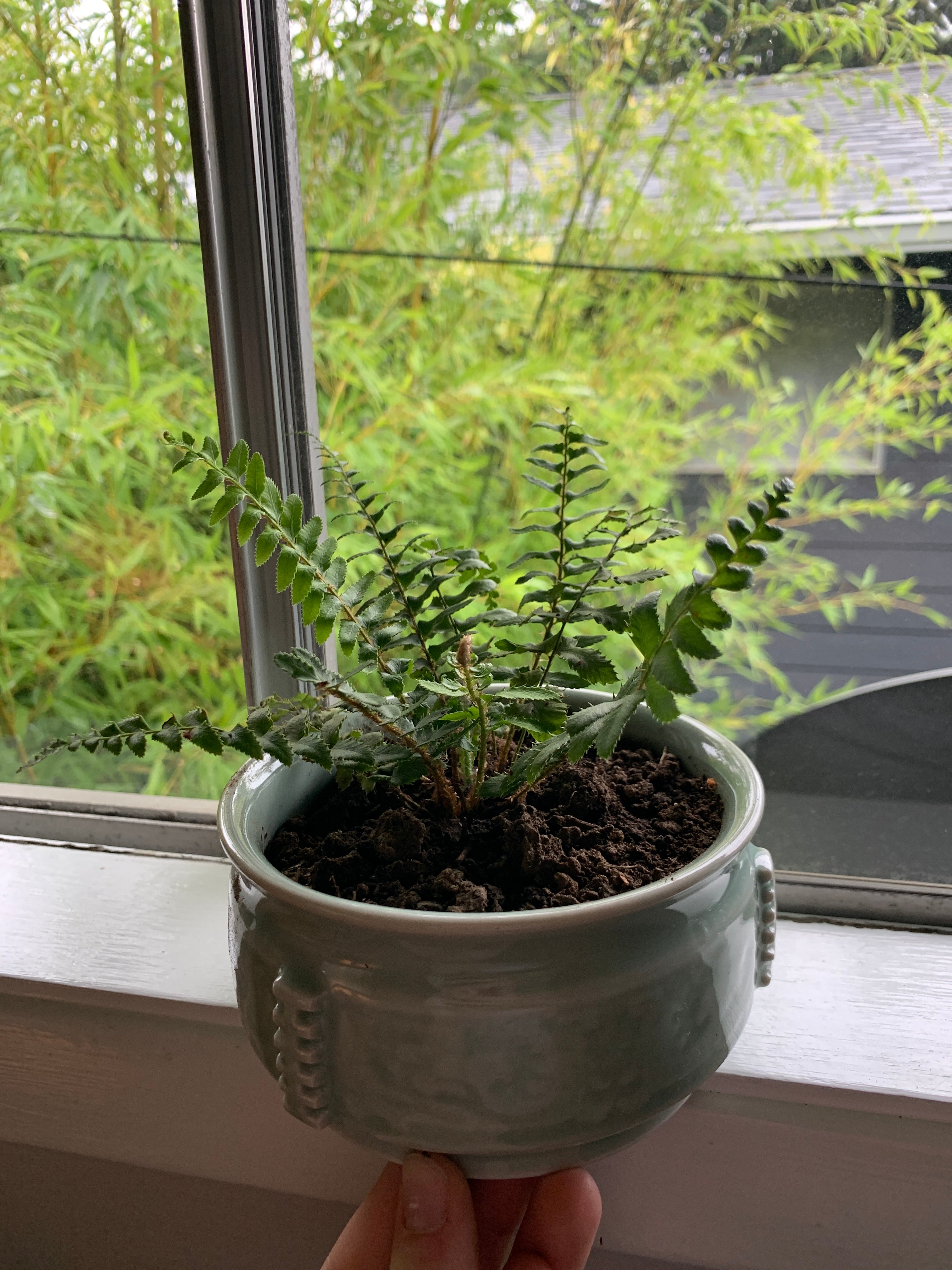 🌞 Does My Boston Fern Need Direct Sunlight?