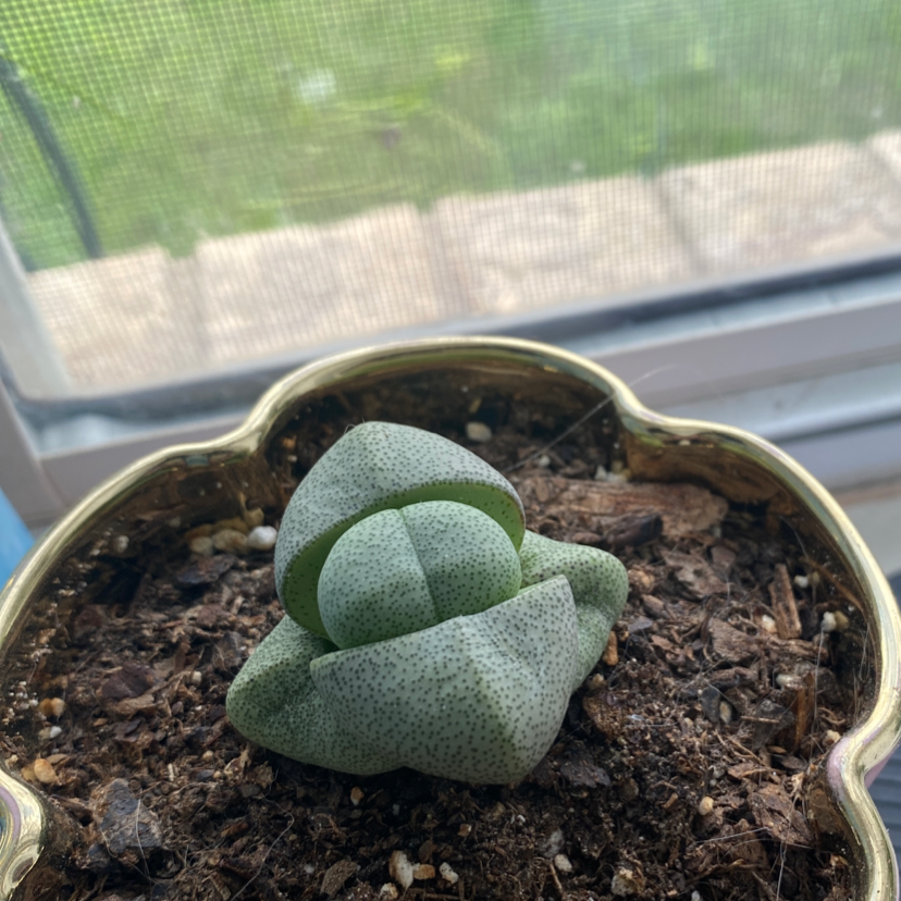 Split Rock plant (Pleiospilos nelii) in a pot with visible soil, well-framed and in focus.