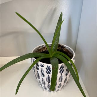 Aloe Vera plant in Warrensburg, Missouri