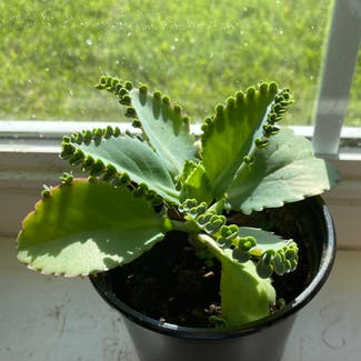 Mother of Thousands plant in Warrensburg, Missouri