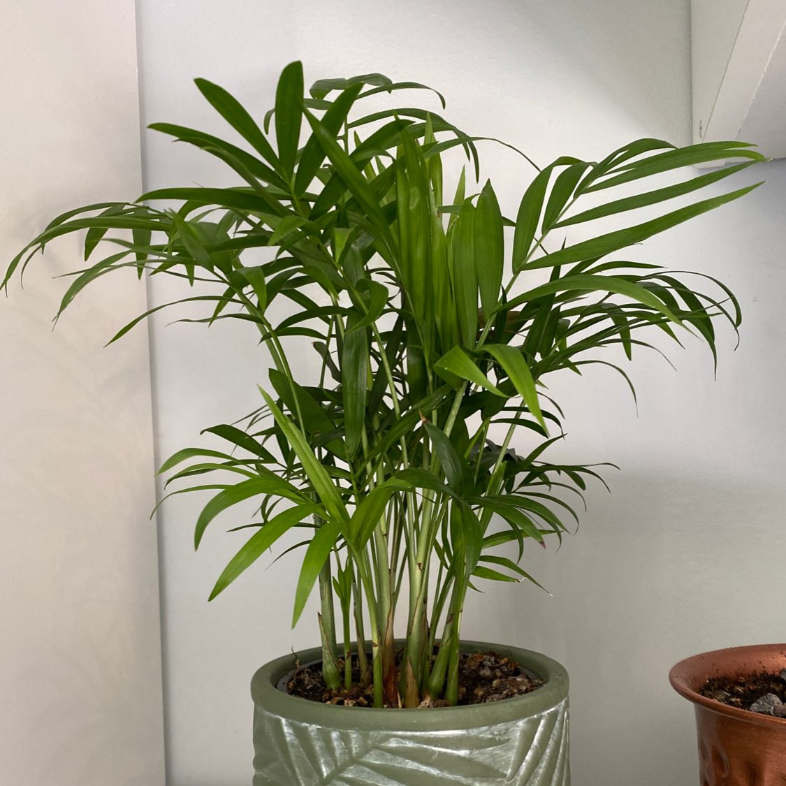 Photo of the plant species Parlour Palm by @lillies.plants named Peach on Greg, the plant care app