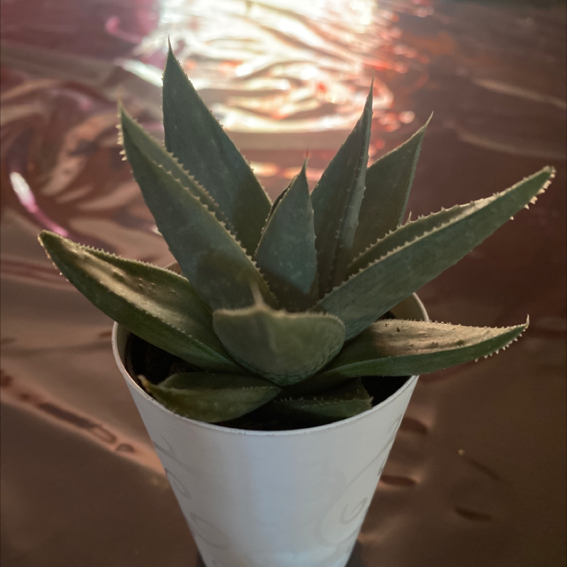 Photo of the plant species Haworthia glabrata by Lizbeth named Mixtli on Greg, the plant care app
