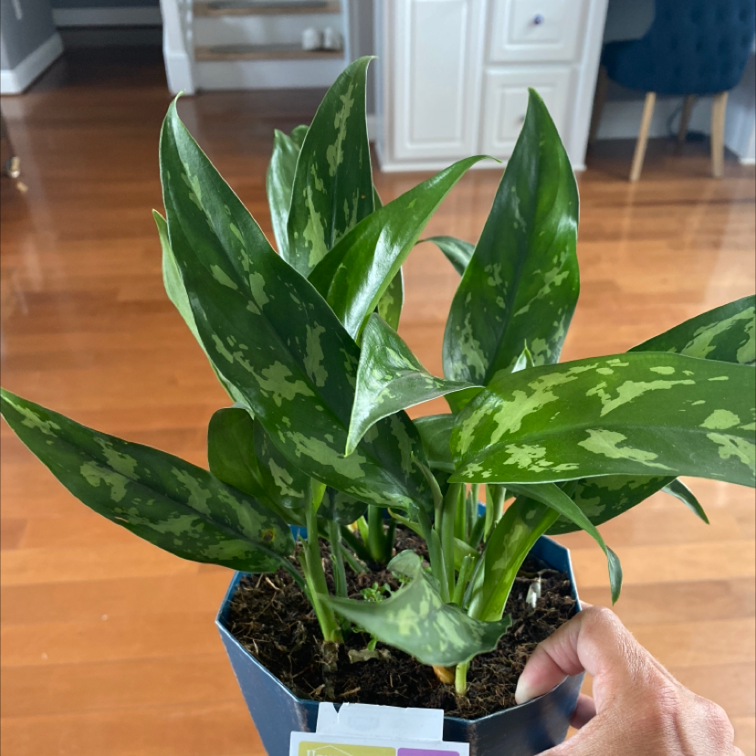 Photo of the plant species Aglaonema 'Emerald Beauty' by @Nelsons-Plants named Charleen on Greg, the plant care app