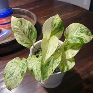 Marble Queen Pothos plant photo by Kyleigh named Naomi on Greg, the plant care app.