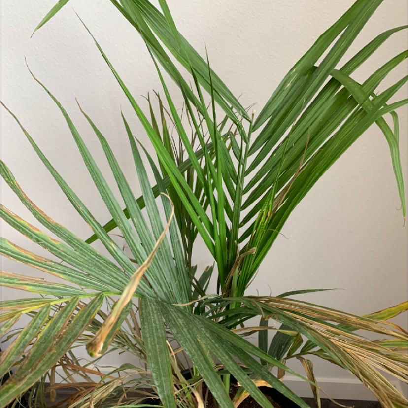 Majesty Palm plant photo by @ColoradoKris named Neil on Greg, the plant care app.
