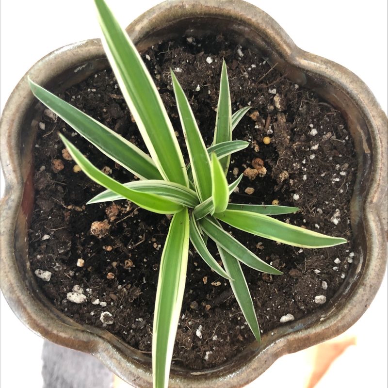 Photo of the plant species Golden Torch Cactus by Jenn named Spider plant on Greg, the plant care app
