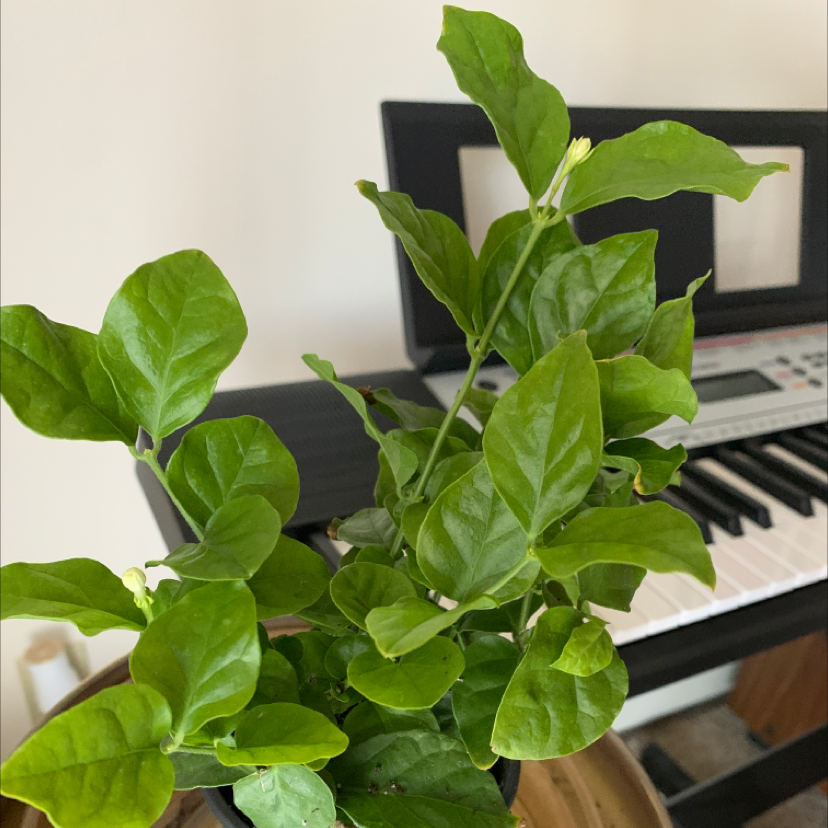 Why Are My Arabian Jasmine Leaves Turning Yellow?