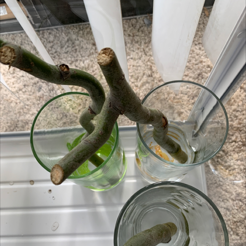 Cuttings of Corkscrew Willow in glasses of water, placed indoors.