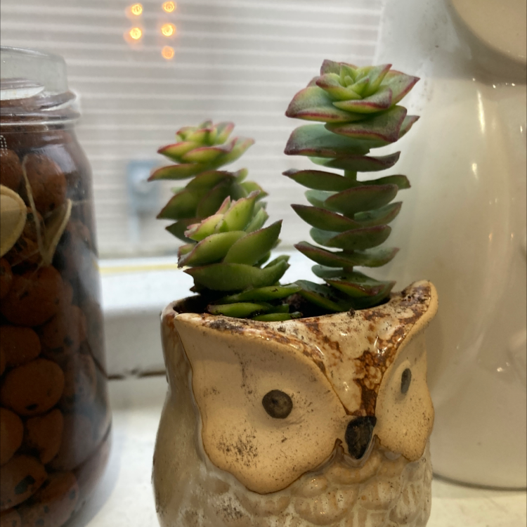 Crassula rupestris plant in an owl-shaped pot, healthy green leaves.