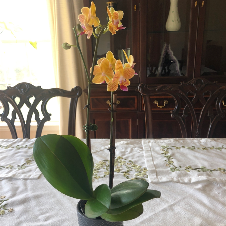 Mini Phalaenopsis Orchid with yellow and pink flowers, healthy green leaves, well-framed.