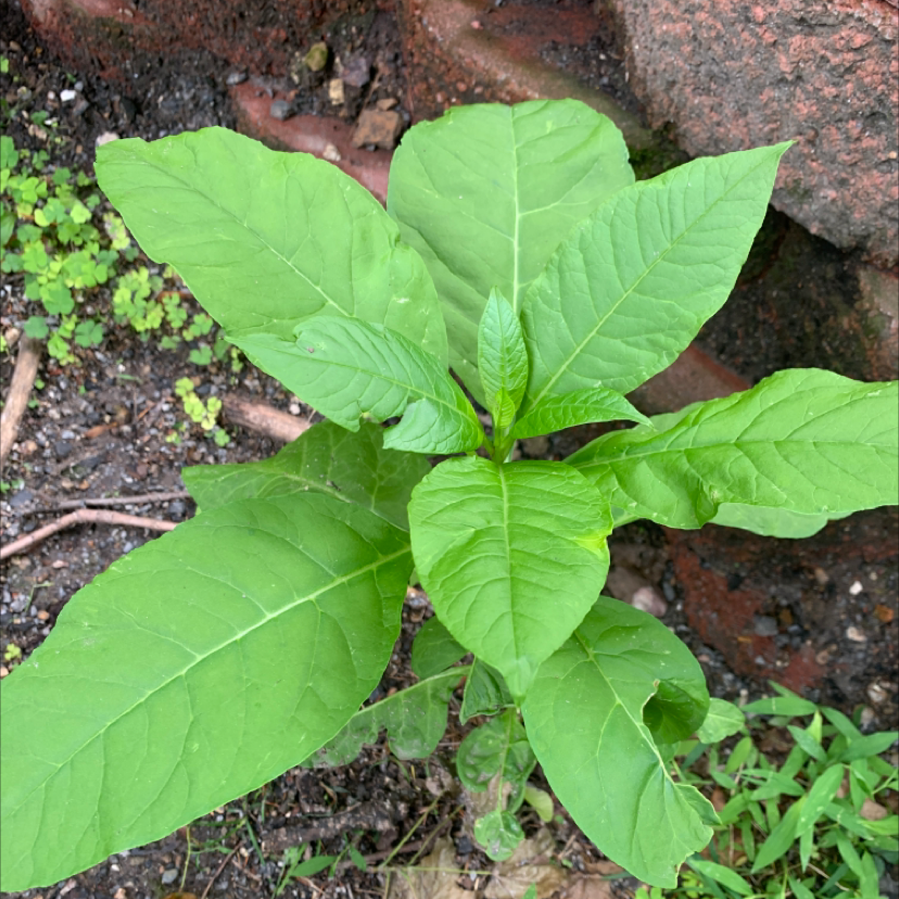 Healthy American Pokeweed plant with broad green leaves, planted outdoors.