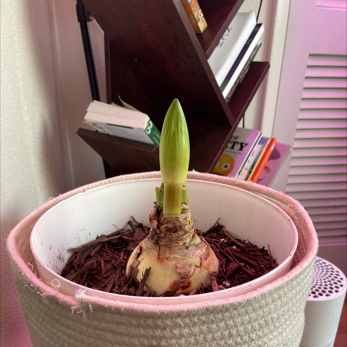 Potted plant with a green shoot emerging from a bulb, placed indoors near a bookshelf.