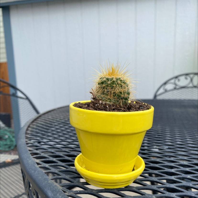 Golden Barrel Cactus plant photo by Kailey named Fredrick the second on Greg, the plant care app.