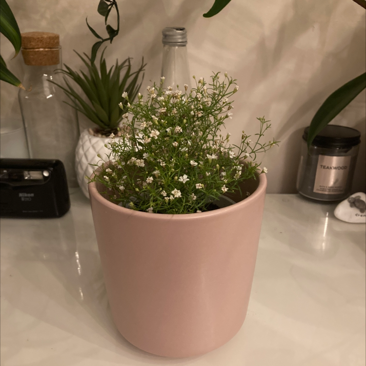 Baby's Breath plant in a pink pot with small white flowers, surrounded by household items.