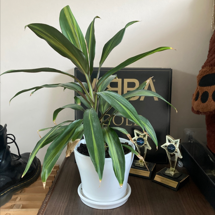 Photo of the plant species Hawaiian Ti Plant 'Florica' by @elleeylee named Margret on Greg, the plant care app