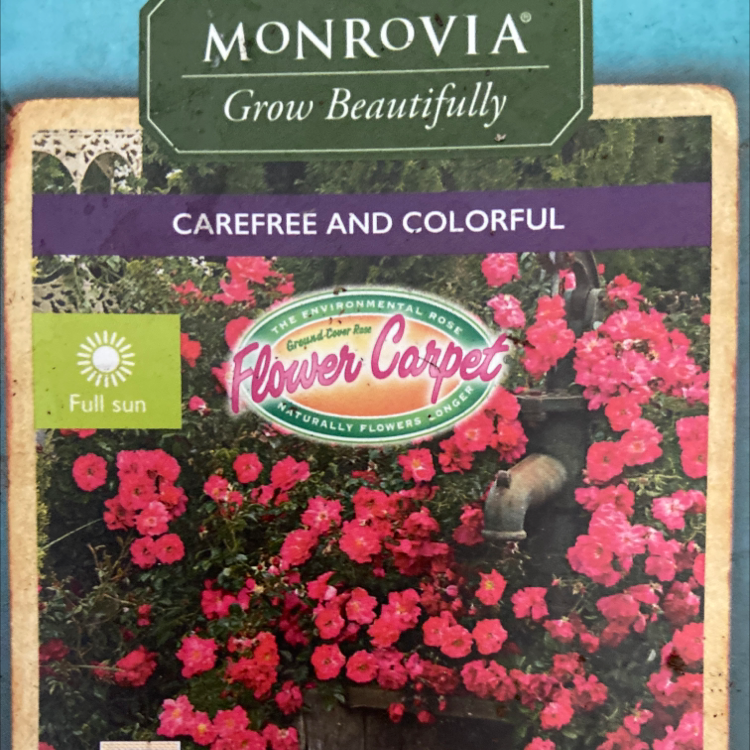 Photo of the plant species monrovia carpet rose by @Hsmith8811 named Flower Carpet roses on Greg, the plant care app