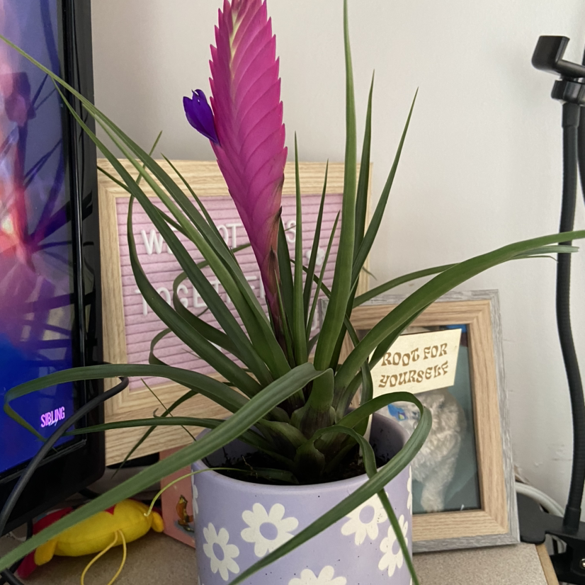 Pink Quill plant (Tillandsia cyanea) in a decorative pot with vibrant pink bracts and a purple flower.