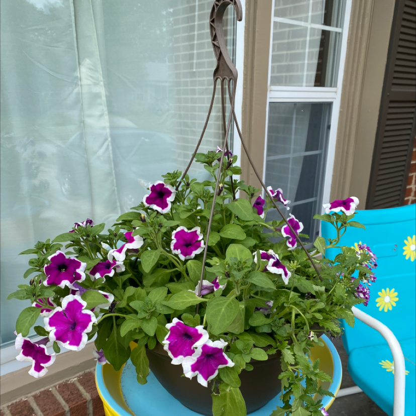Hanging pot with a healthy Large White Petunia plant, vibrant green leaves, and purple and white flowers.