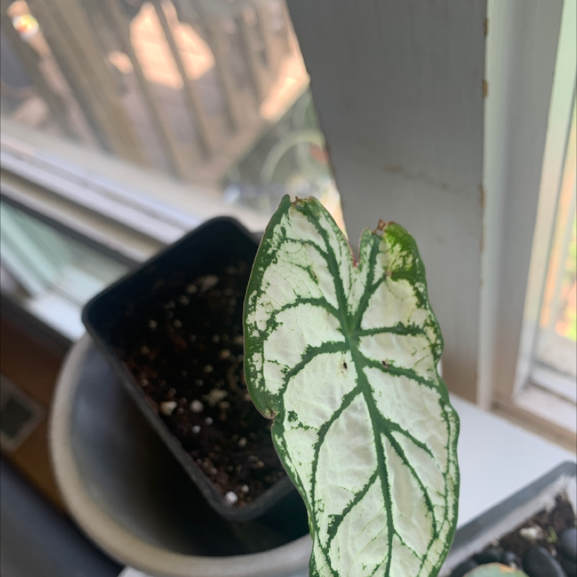 Photo of the plant species Florida Moonlight Caladium by Alicia named Vicki on Greg, the plant care app