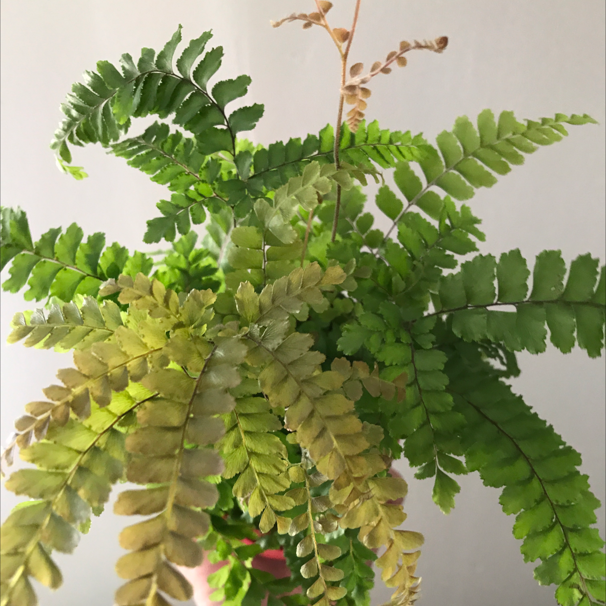 Rough Maidenhair Fern with green, yellowing, and browning fronds.