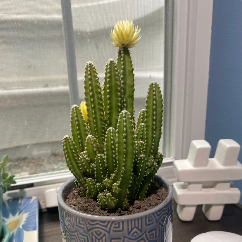 Night-Blooming Cereus plant in a decorative pot with a yellow flower.