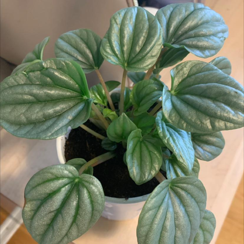 Healthy Silver Ripple Peperomia plant with vibrant green leaves in a white pot.